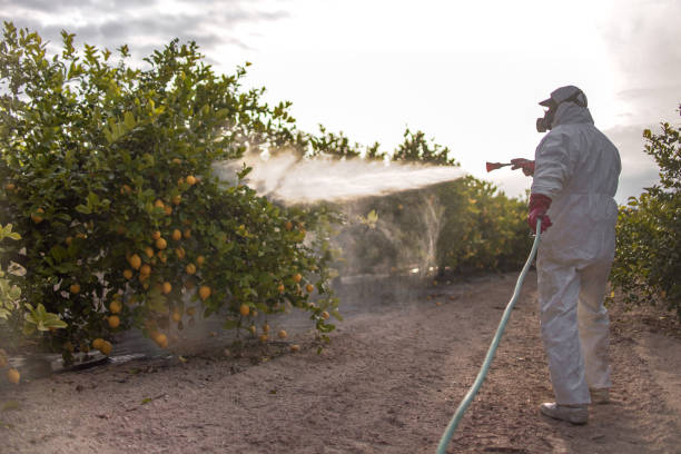 Wasp Removal Services in Hicksville, NY
