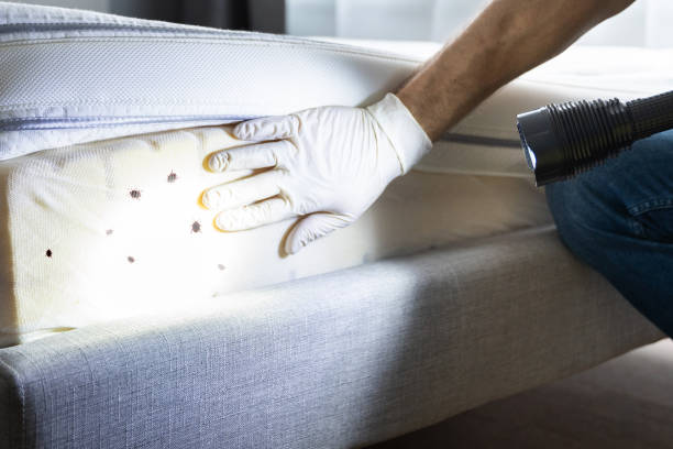 Best Pest Control Near Me in Hicksville, NY