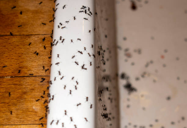 Best Cockroach Control Services  in Hicksville, NY