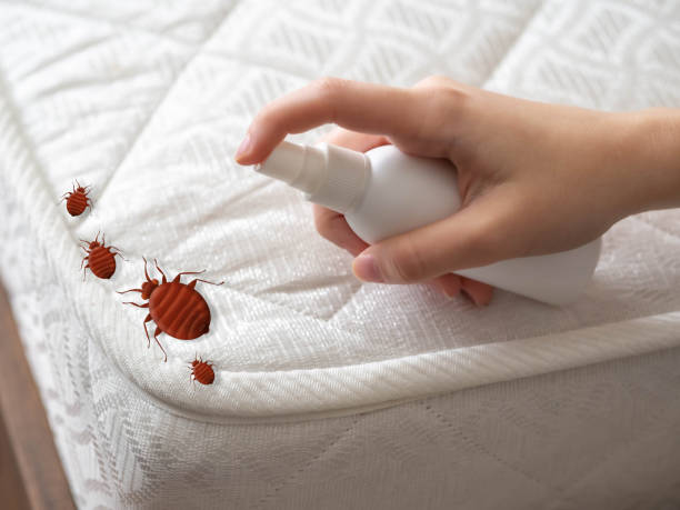 Best Mosquito Control Services  in Hicksville, NY