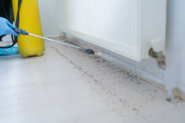 Best Pest Inspection Near Me  in Hicksville, NY
