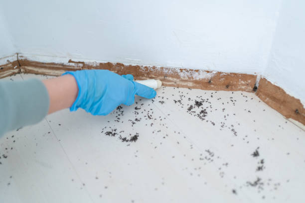 Best Mosquito Control Services  in Hicksville, NY